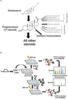 CLICK-chemoproteomics and molecular dynamics simulation reveals pregnenolone targets and their binding conformations in Th2 cells